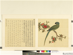 鸟谱（二）　册　黑嘴绿鹦哥,绘画,翎毛,花草