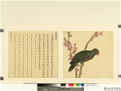 鸟谱（二）　册　洋绿鹦鹉,绘画,翎毛,花草