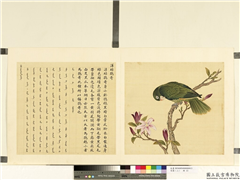 鸟谱（二）　册　洋绿鹦哥,绘画,翎毛,花草