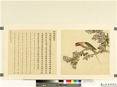 鸟谱（二）　册　红颊绿鹦哥,绘画,翎毛,花草
