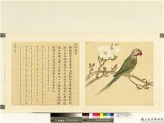 鸟谱（二）　册　柳绿鹦哥,绘画,翎毛,花草