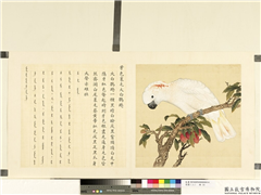 鸟谱（二）　册　牙色里毛大白鹦鹉,绘画,翎毛,果蔬