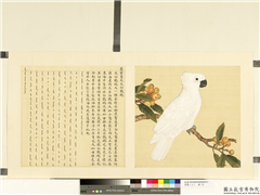 鸟谱（二）　册　葵黄里毛大白鹦鹉,绘画,翎毛,果蔬