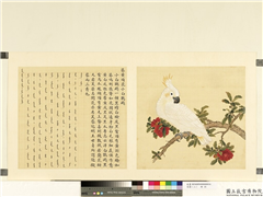 鸟谱（二）　册　葵黄顶花小白鹦鹉,绘画,翎毛,花草