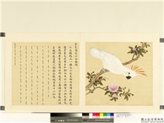 鸟谱（二）　册　牙色顶花小白鹦鹉,绘画,翎毛,花草