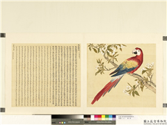 鸟谱（二）　册　凤凰鹦鹉,绘画,翎毛,花草