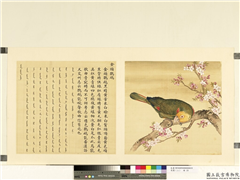 鸟谱（二）　册　金头鹦鹉,绘画,翎毛,花草