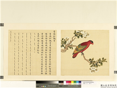 鸟谱（二）　册　青头红鹦哥,绘画,翎毛,花草