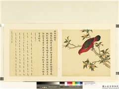 鸟谱（二）　册　绿翅红鹦哥,绘画,翎毛,果蔬