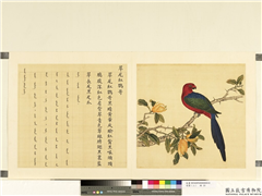 鸟谱（二）　册　翠尾红鹦哥,绘画,翎毛,果蔬