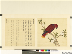 鸟谱（二）　册　莲青鹦鹉,绘画,翎毛,花草