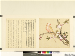 鸟谱（二）　册　黄鹦哥,绘画,翎毛,花草