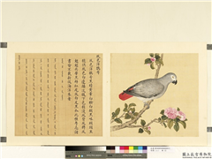 鸟谱（二）　册　灰色洋鹦哥,绘画,翎毛,花草