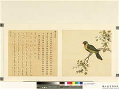 鸟谱（二）　册　黄丁香鸟,绘画,翎毛,花草