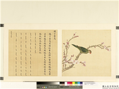 鸟谱（二）　册　绿丁香鸟,绘画,翎毛,花草