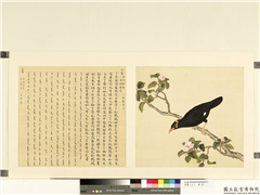 鸟谱（二）　册　了哥,绘画,翎毛,花草