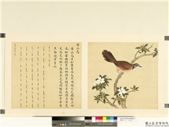 鸟谱（二）　册　黄山乌,绘画,翎毛,花草