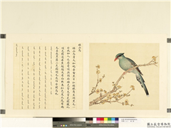 鸟谱（二）　册　绿山乌,绘画,翎毛,花草