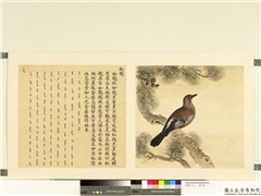 鸟谱（二）　册　松鸦,绘画,翎毛,树木