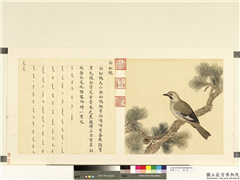 鸟谱（二）　册　白松鸦,绘画,翎毛,树木
