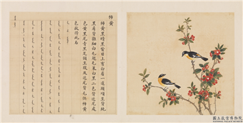 鸟谱（三）　册　柿黄,绘画,翎毛,花草