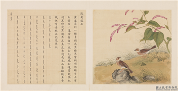 鸟谱（三）　册　淡黄道眉,绘画,翎毛,花草
