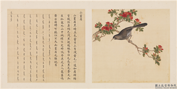 鸟谱（三）　册　山画眉,绘画,翎毛,花草