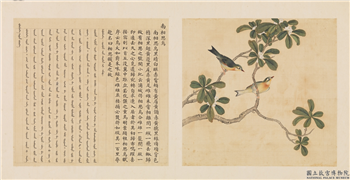 鸟谱（三）　册　南相思鸟,绘画,翎毛,花草