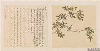 鸟谱（三）　册　槐串,绘画,翎毛,花草
