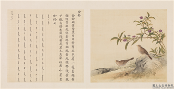 鸟谱（三）　册　金铃,绘画,翎毛,花草