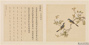 鸟谱（三）　册　花黄燕,绘画,翎毛,花草