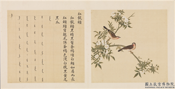鸟谱（四）　册　红靛颏,绘画,翎毛,花草