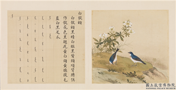 鸟谱（四）　册　白靛颏,绘画,翎毛,山水,花草