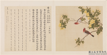鸟谱（四）　册　靠山红,绘画,翎毛,花草