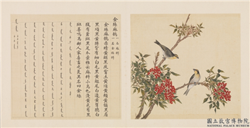鸟谱（四）　册　金丝麻鹩,绘画,翎毛,花草