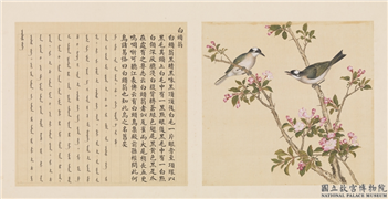 鸟谱（四）　册　白头翁,绘画,翎毛,花草