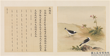 鸟谱（四）　册　白头郎,绘画,翎毛,花草
