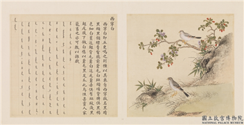 鸟谱（四）　册　西宁白,绘画,翎毛,花草
