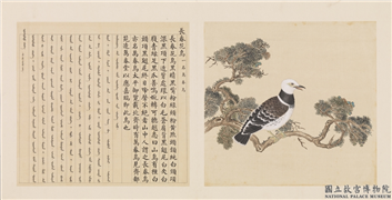 鸟谱（四）　册　长春花鸟,绘画,翎毛,树木