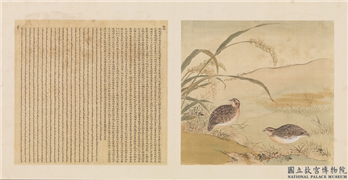 鸟谱（四）　册　鹌鹑,绘画,翎毛,五谷,花草