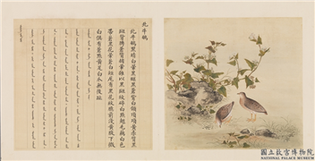 鸟谱（四）　册　北牛鹌,绘画,翎毛,花草
