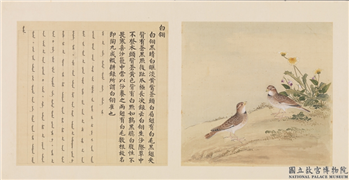 鸟谱（四）　册　白翎,绘画,翎毛,花草