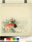 无名氏画鱼　册　金鱼一,绘画,水中动植物