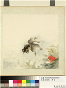 无名氏画鱼　册　金鱼二,绘画,水中动植物