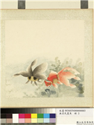 无名氏画鱼　册　金鱼三,绘画,水中动植物