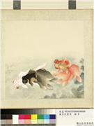无名氏画鱼　册　金鱼八,绘画,水中动植物