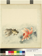 无名氏画鱼　册　金鱼九,绘画,水中动植物