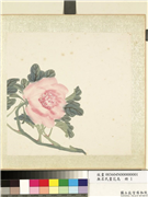 无名氏画花鸟　册　牡丹,绘画,花草