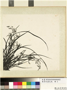 无名氏画花鸟　册　兰花,绘画,花草
