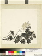 无名氏画花鸟　册　菊花,绘画,花草